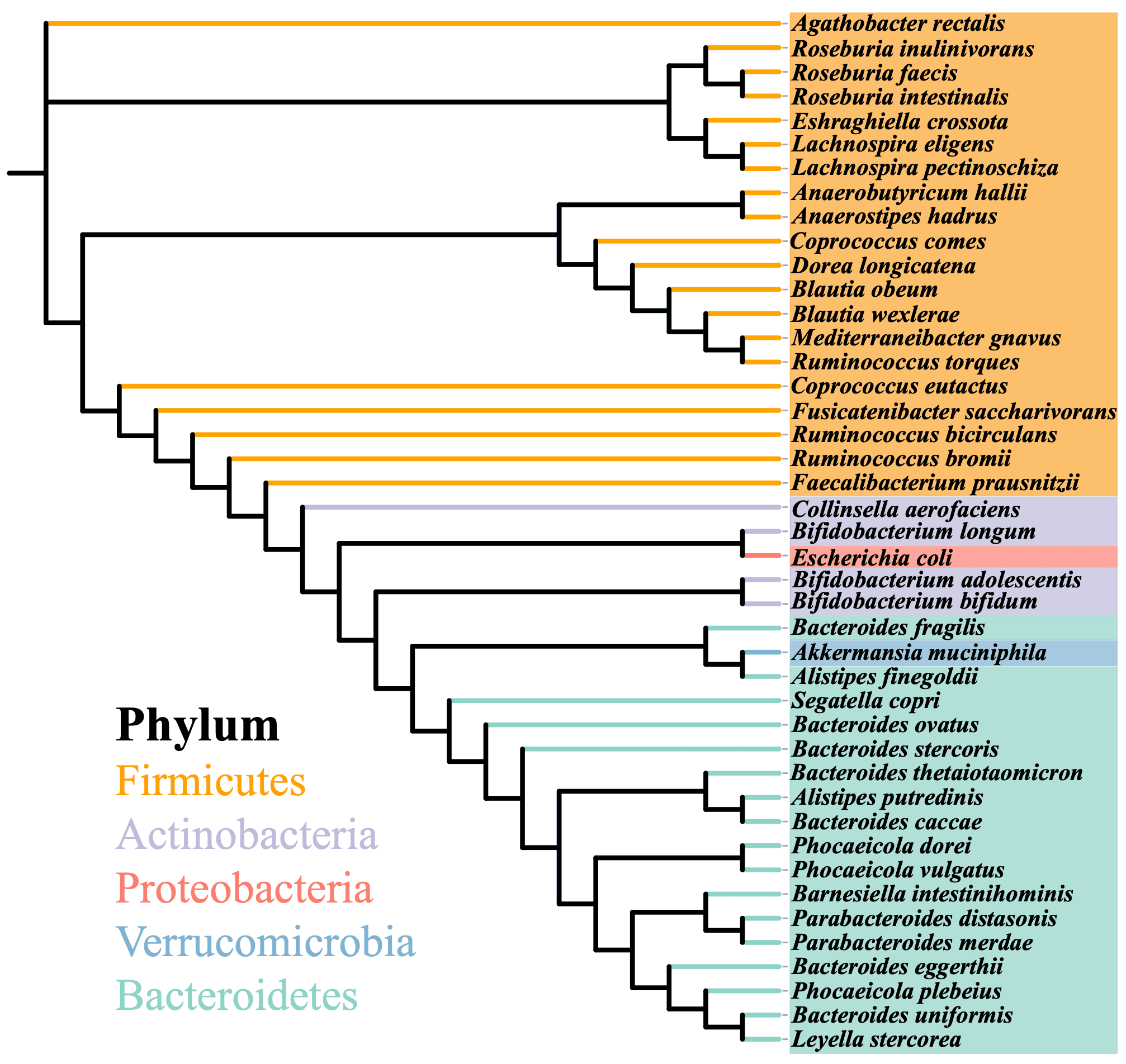 Phylogenetic tree of the 43 curated gut microbial species