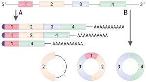 Circular RNA